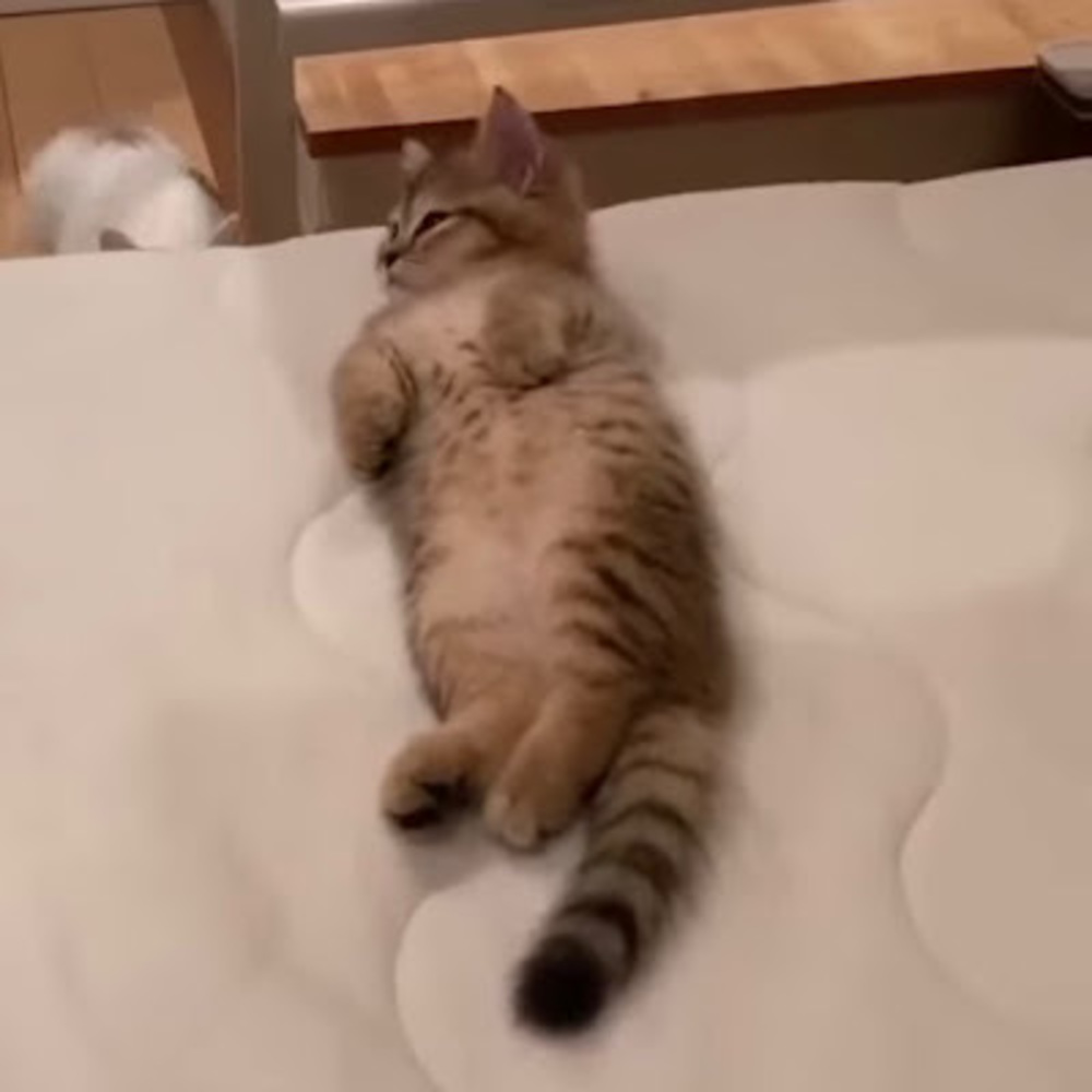 Meet your Posher, Ash